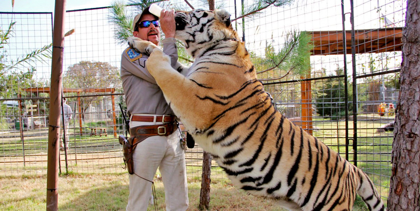 joe exotic dà un biberon a una giovane, ma grossa tigre - nerdface